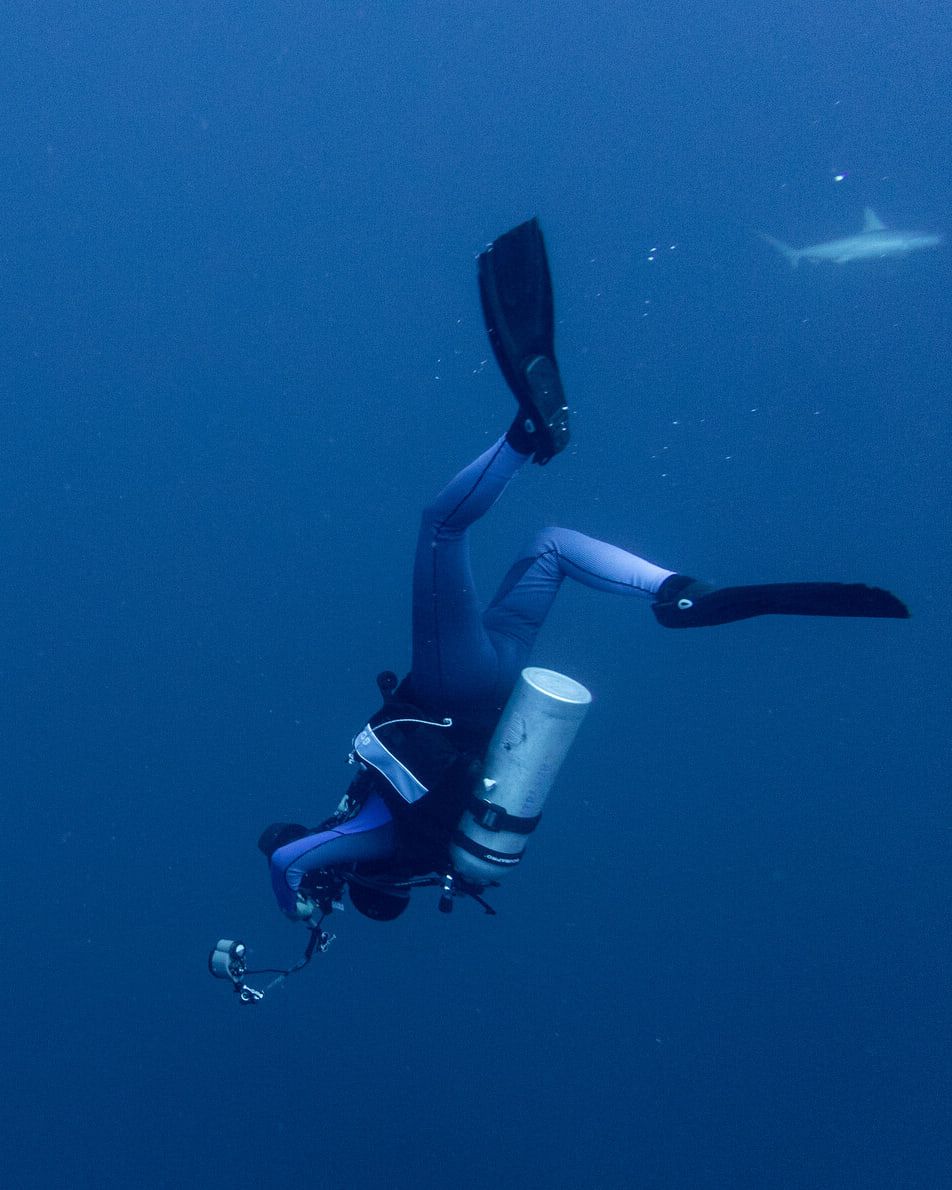 A diver and hammerhead sharks in the deep blue of the open sea.