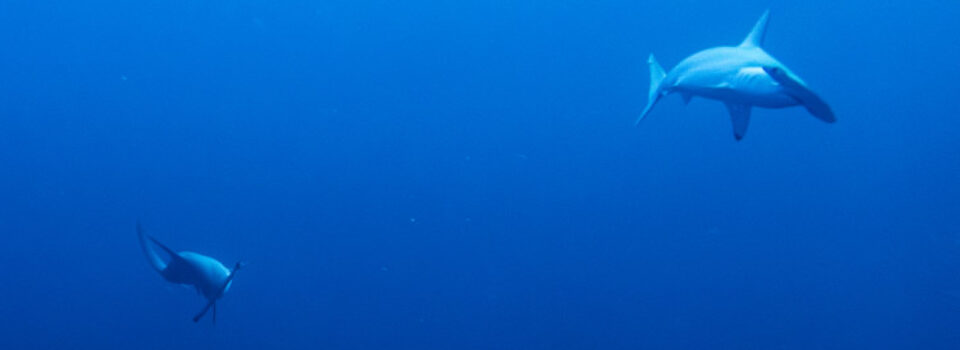 Dive with Bulles en Valais